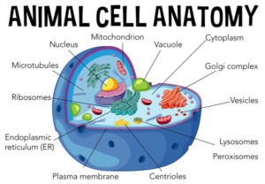 schemat komórki zwierzęcej z oznaczonymi organellami