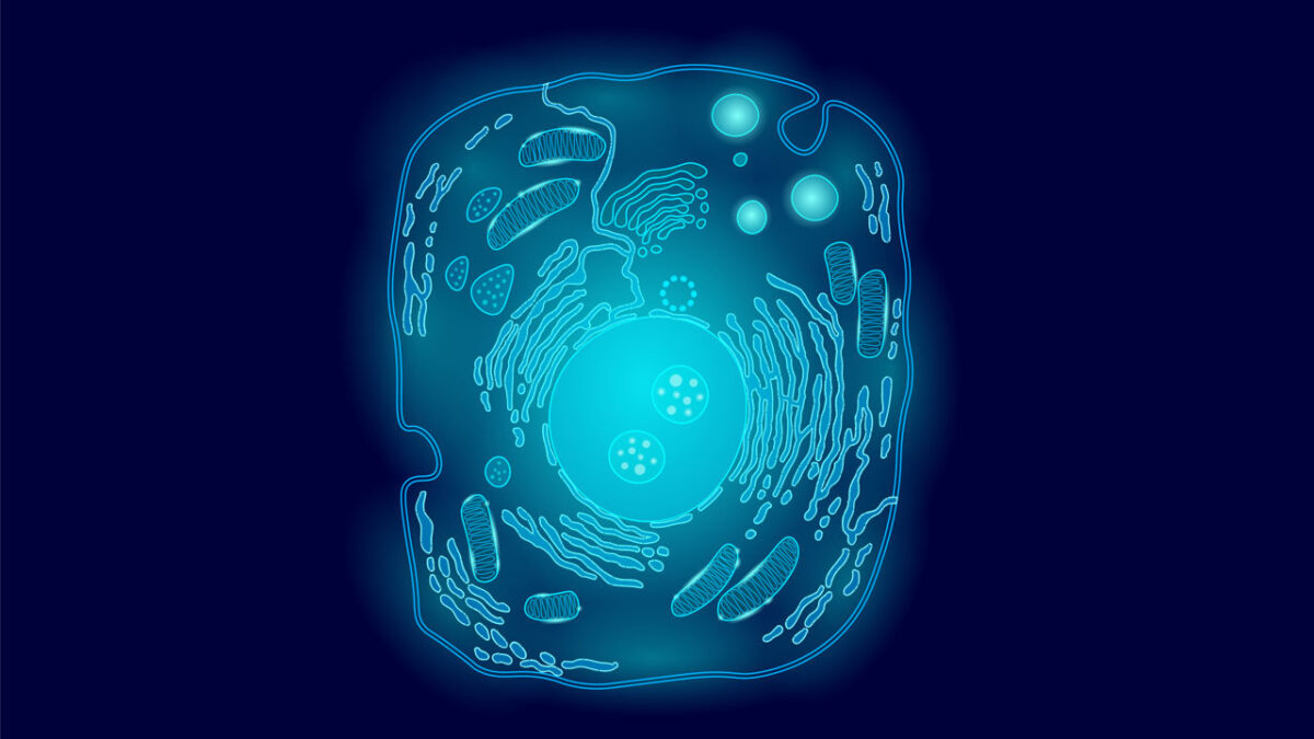 Mitochondriopatia – co to jest i czym się objawia?