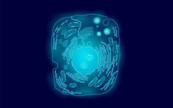 ilustracja przedstawiająca komórkę zwierzęcą i organella, w tym mitochondrium